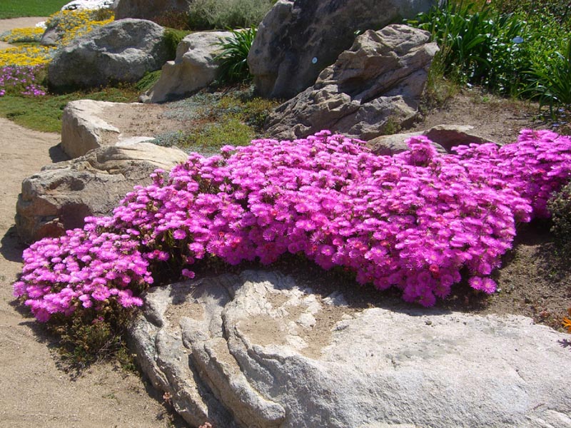 Lampranthus sp photo